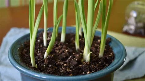 planter ail des ours en pot